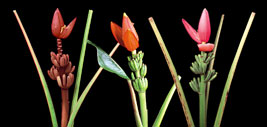 Musa Ornata Burgundy (1), Ornata orange (2), Ornata Pink (3).