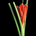 Musa Coccinea