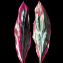 Cordyline Dragon`s Tongue