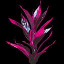 Cordyline Tips Dragon`s Tongue