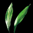 Aspidistra Eliator