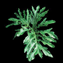 Phylodendron Zelloum